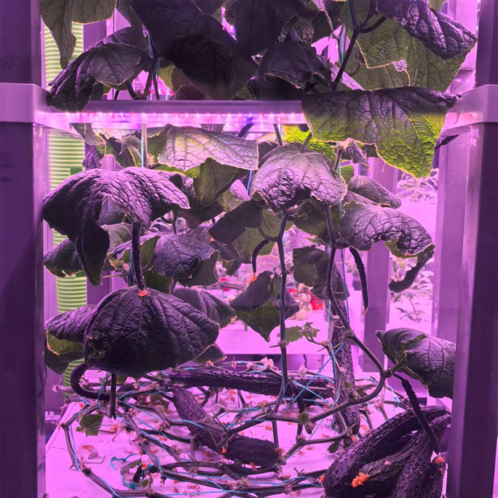 nt China Hydrokultur Grow Box  – Home Automation Systems Diy Bewertung und Preis